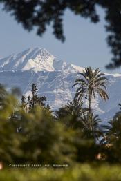 Image du Maroc Professionnelle de  La chaine de montagne du Haut Atlas enneigé surplombe la plaine du Haouz où de nombreux palmiers des jardins de l'Agdal Ba Ahmed apportent à ce paysage un contraste très accentué, le palmier fait partie de l'identité de la ville de Marrakech, le 3 Décembre 2012. (Photo / Abdeljalil Bounhar)